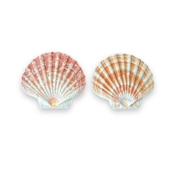 Other - Irish Flat Seashells